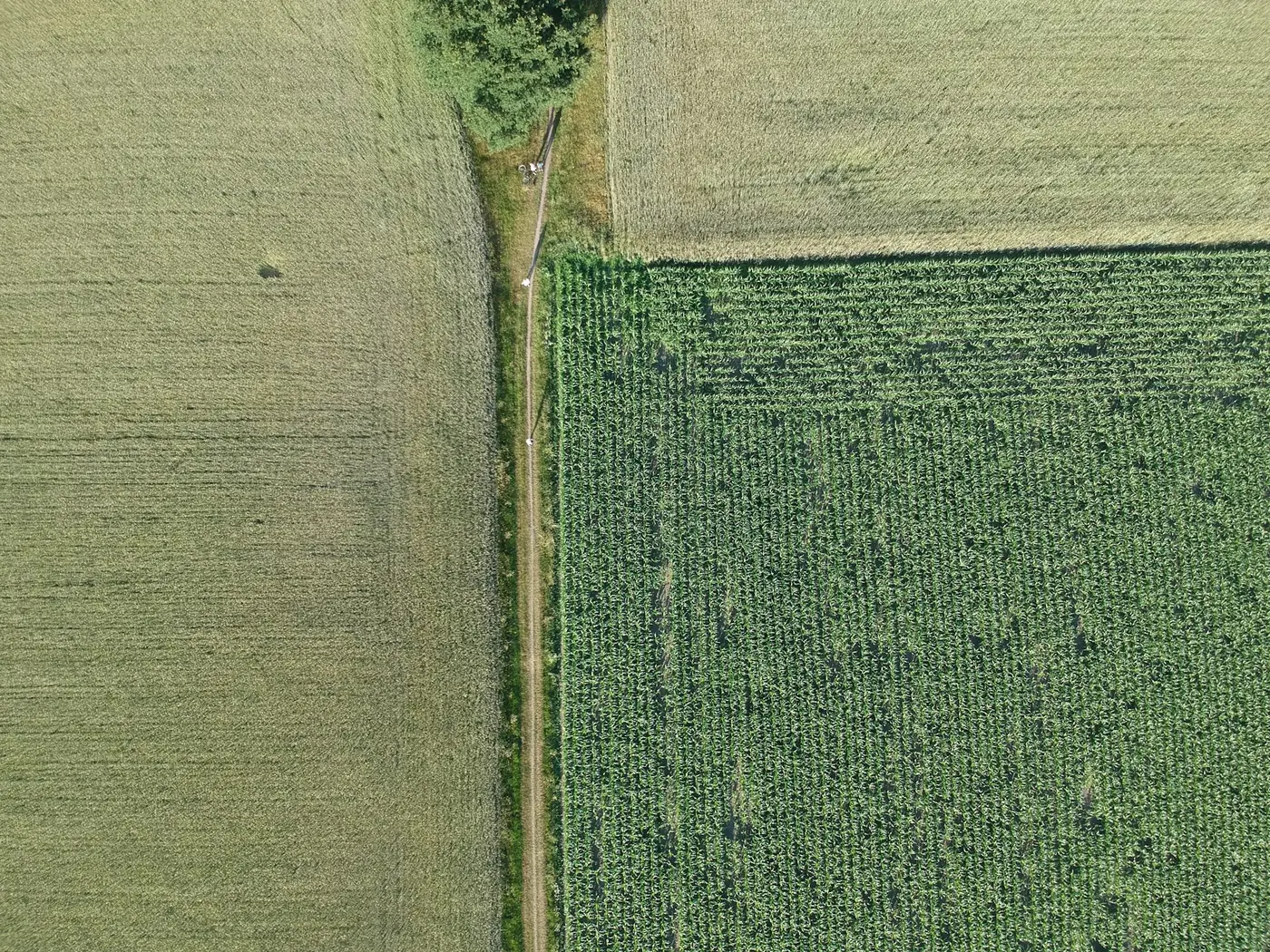 Vista aérea de áreas de cultivo e caminhos entre lavouras